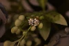 14kt Gold