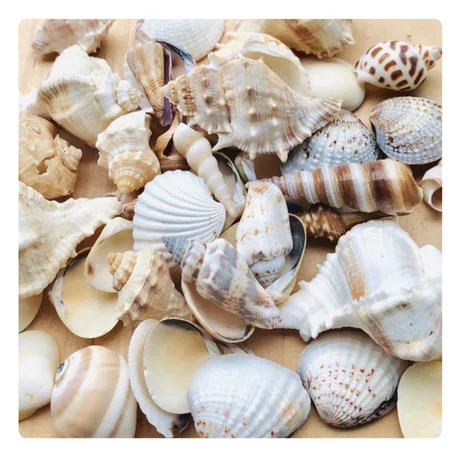 VIBRANT COLORED SEASHELLS for CREATIVE ART and CRAFT IDEAS