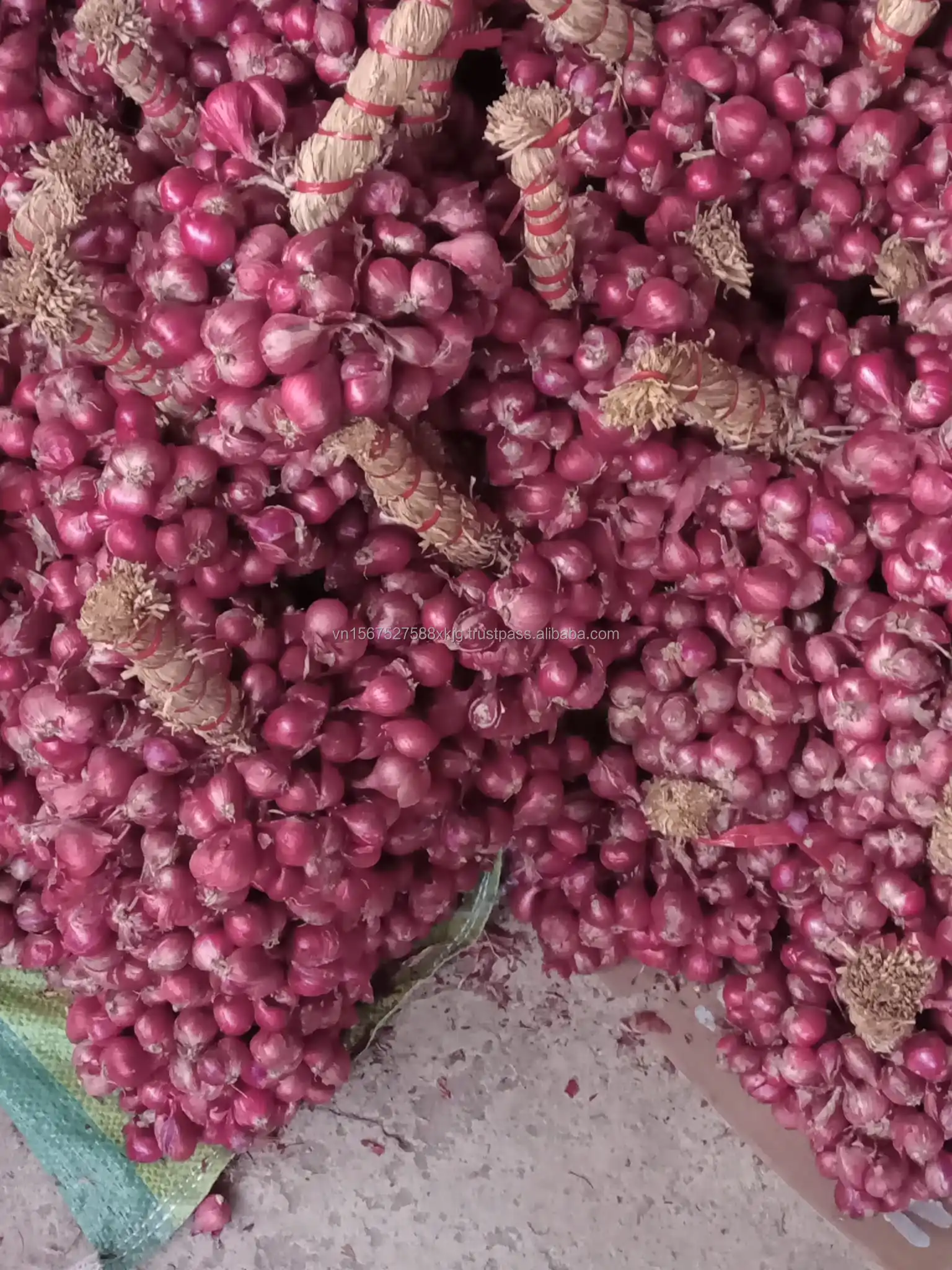 Свежий лук красный лук/золотой высокое качество лучшая цена-Используйте для приготовления хорошая цена от Вьетнама