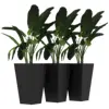 Black Color