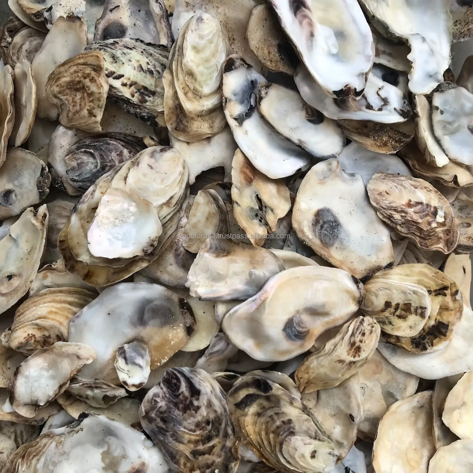 Natural Oyster Half Shells - Eco-Friendly Decor Solutions
