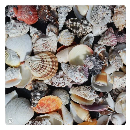 VIBRANT COLORED SEASHELLS for CREATIVE ART and CRAFT IDEAS
