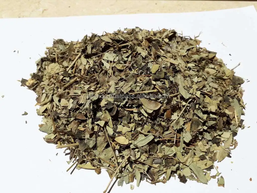 High Quality Premium Grade Single Spices Products Dried Bay Laura Leaf/ Bay Leaves from Egypt Origin Exporter and Supplier