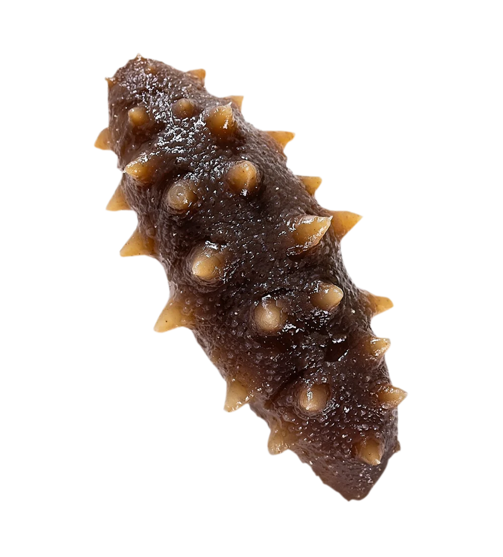DRIED SEA CUCUMBER HIGH QUALITY WITH COMPETITIVE PRICE FROM VIETNAM