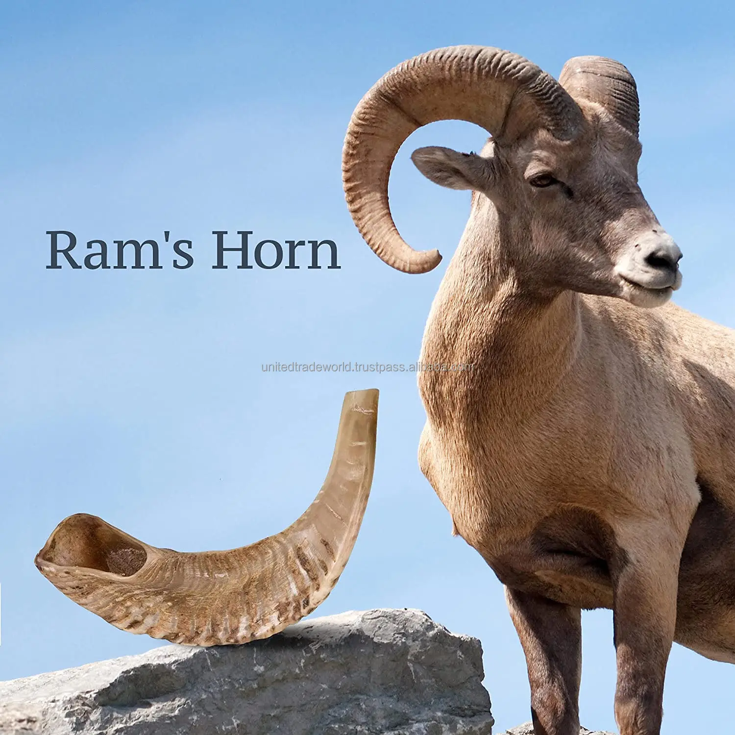 Natural Ram Shofar Horn For Jewish Religious Purposes Best Ram Shofar