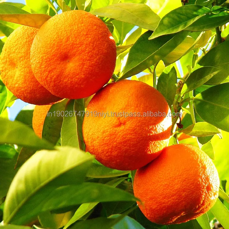 Orange Oem Style Organic Color Weight Origin Type Full Size Grade