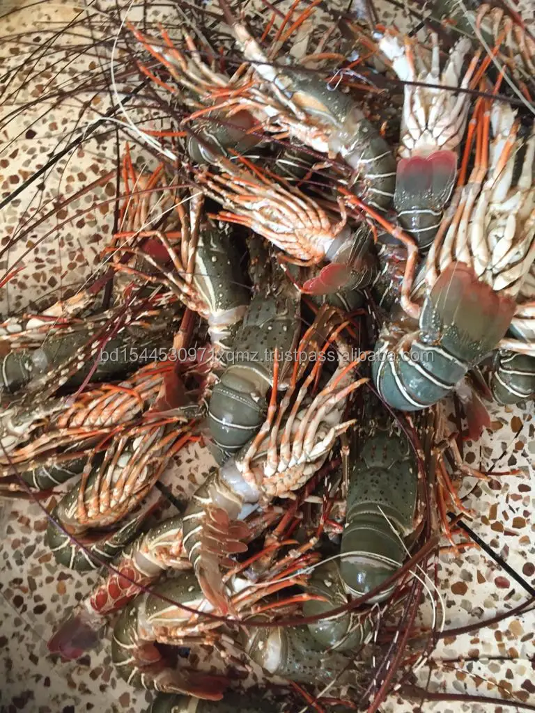 Lobster Whole Frozen Iqf Iwp Best Quality Product Country Of Origin