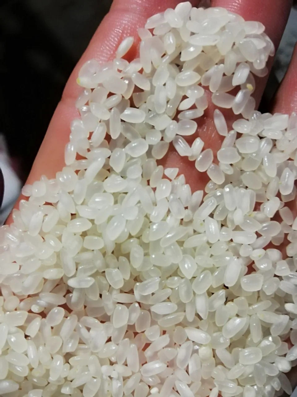 Vietnam Calrose - California Medium Rice (Whatsapp: +84865381935)