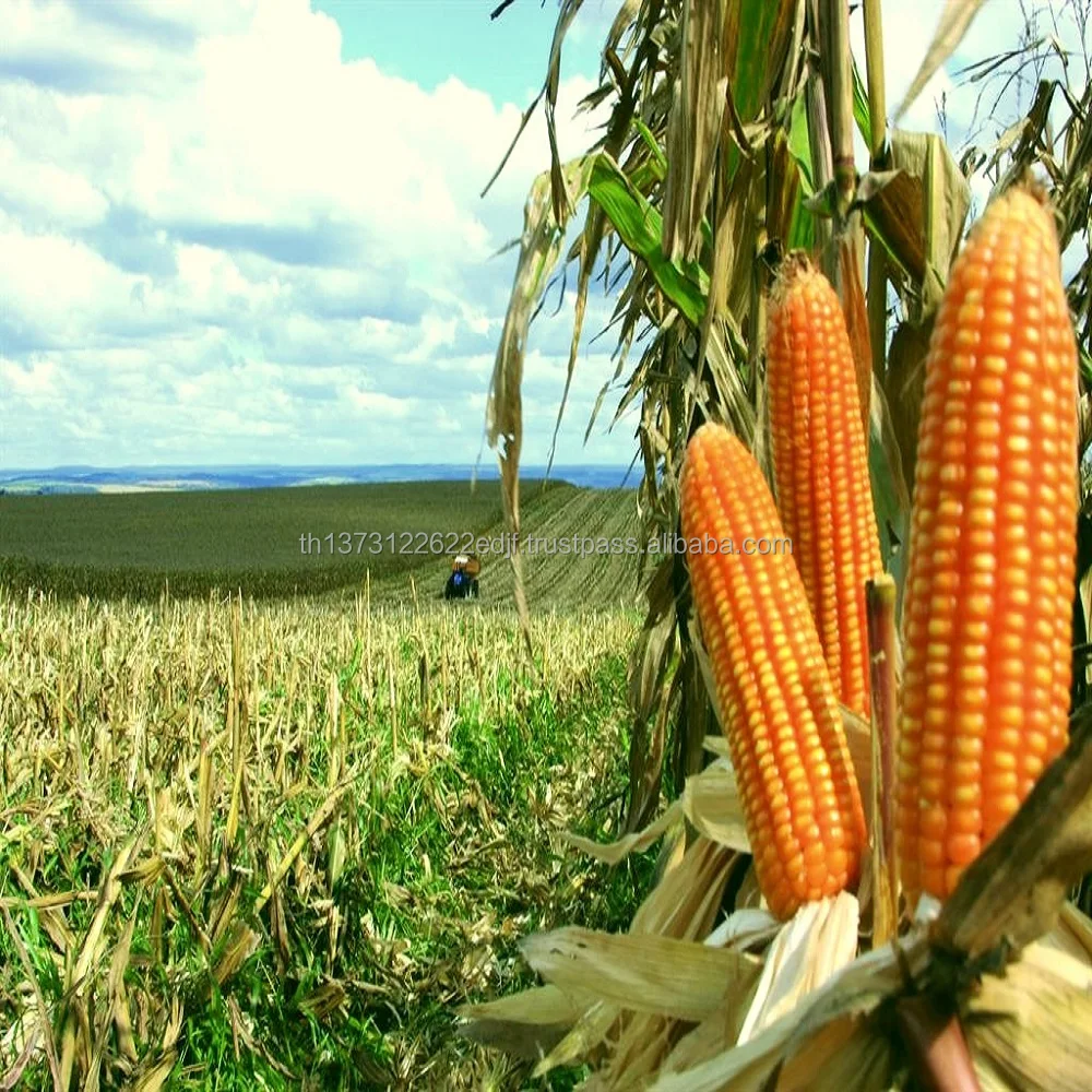 863441Agro.jpg