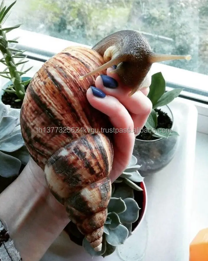 Cheap Price Arrival Fresh African Giant Snails/processed,Frozen,Dried