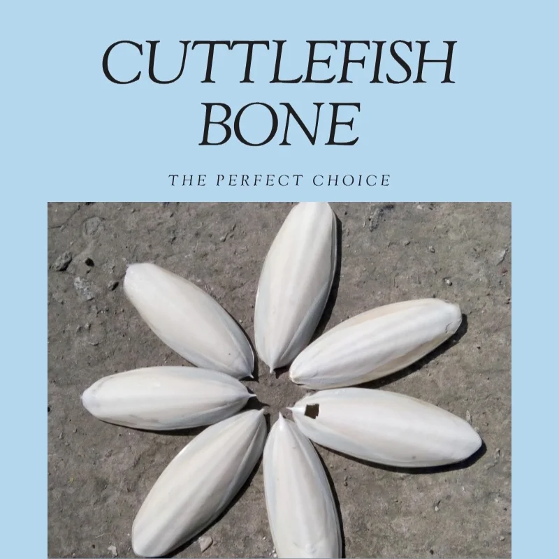 Dried Fish Cuttle Dried Fish Bone Cuttle For Sale Unprocessed Bone