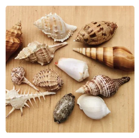 NATURAL TURBO SEASHELLS for COASTAL-THEMED ART and DECOR