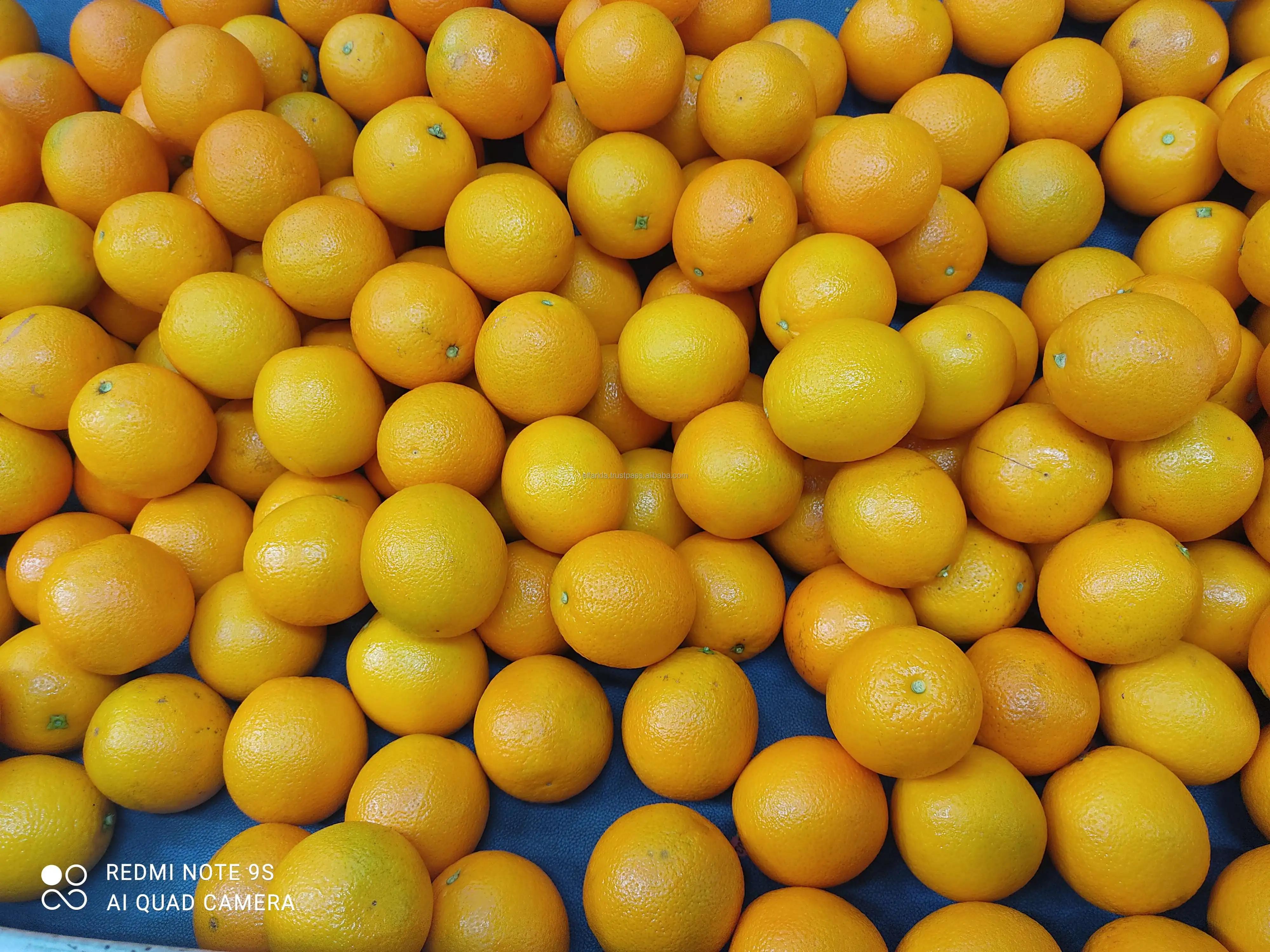 Hot Selling Pure Natural Healthy Highly Nutritious Fresh Citrus Fruit Valencia Oranges El Farida Premium 15kg Carton Box Egypt