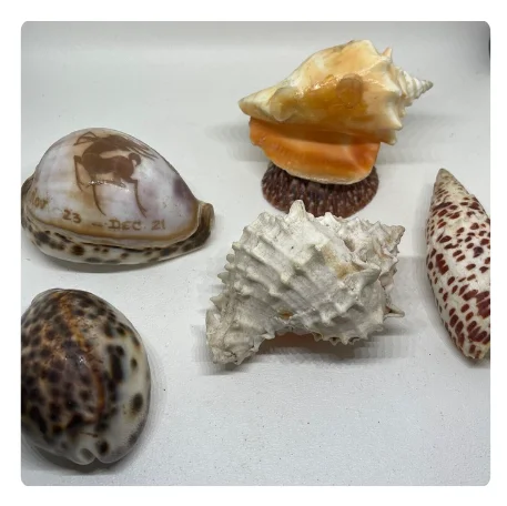 VIBRANT COLORED SEASHELLS for CREATIVE ART and CRAFT IDEAS