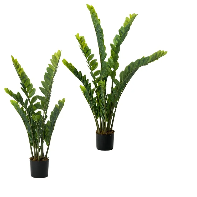 money-tree-potted-plants-internal-decorative