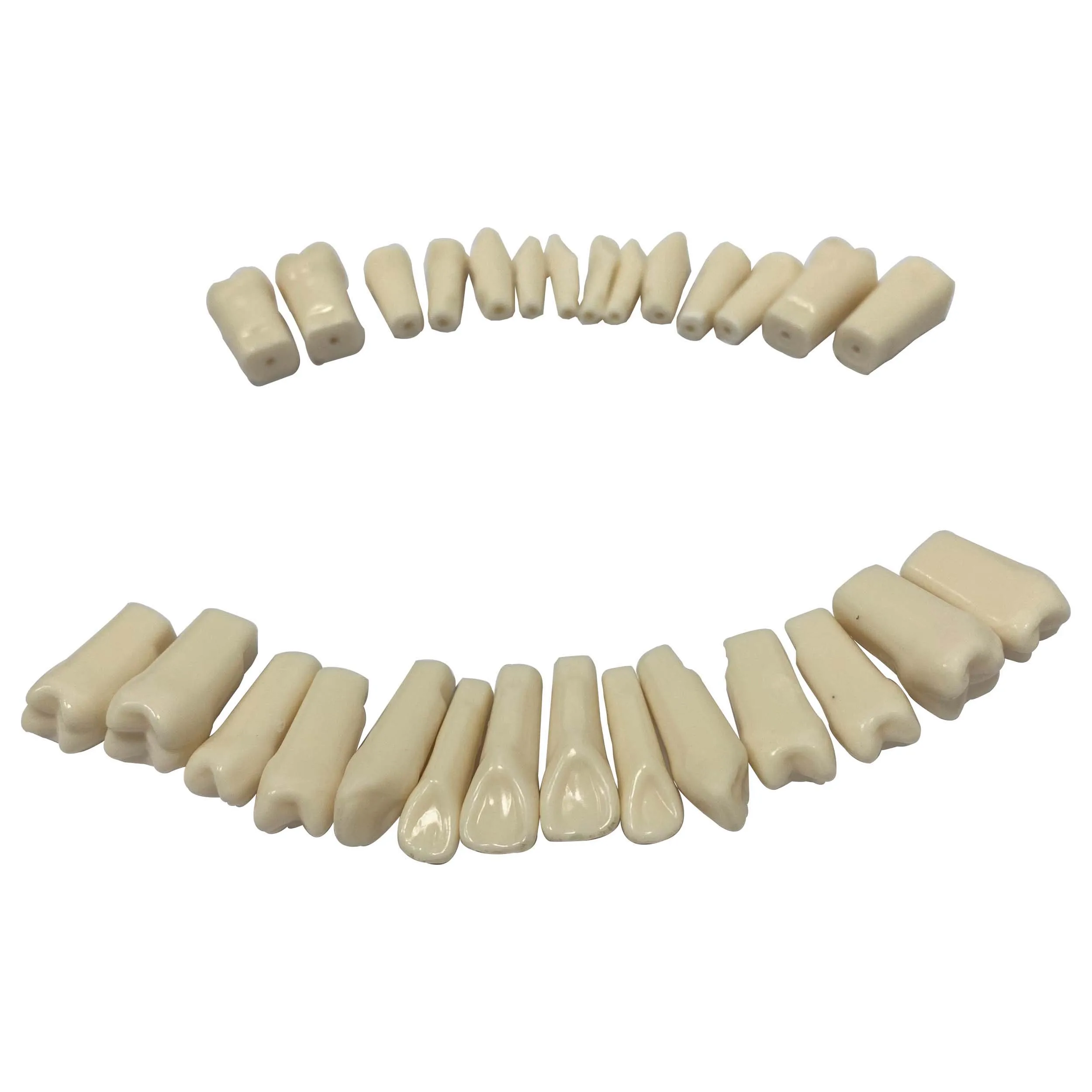 Nissin Type Typodont Resin Teeth Replacement for Dentist Oral Teaching Model