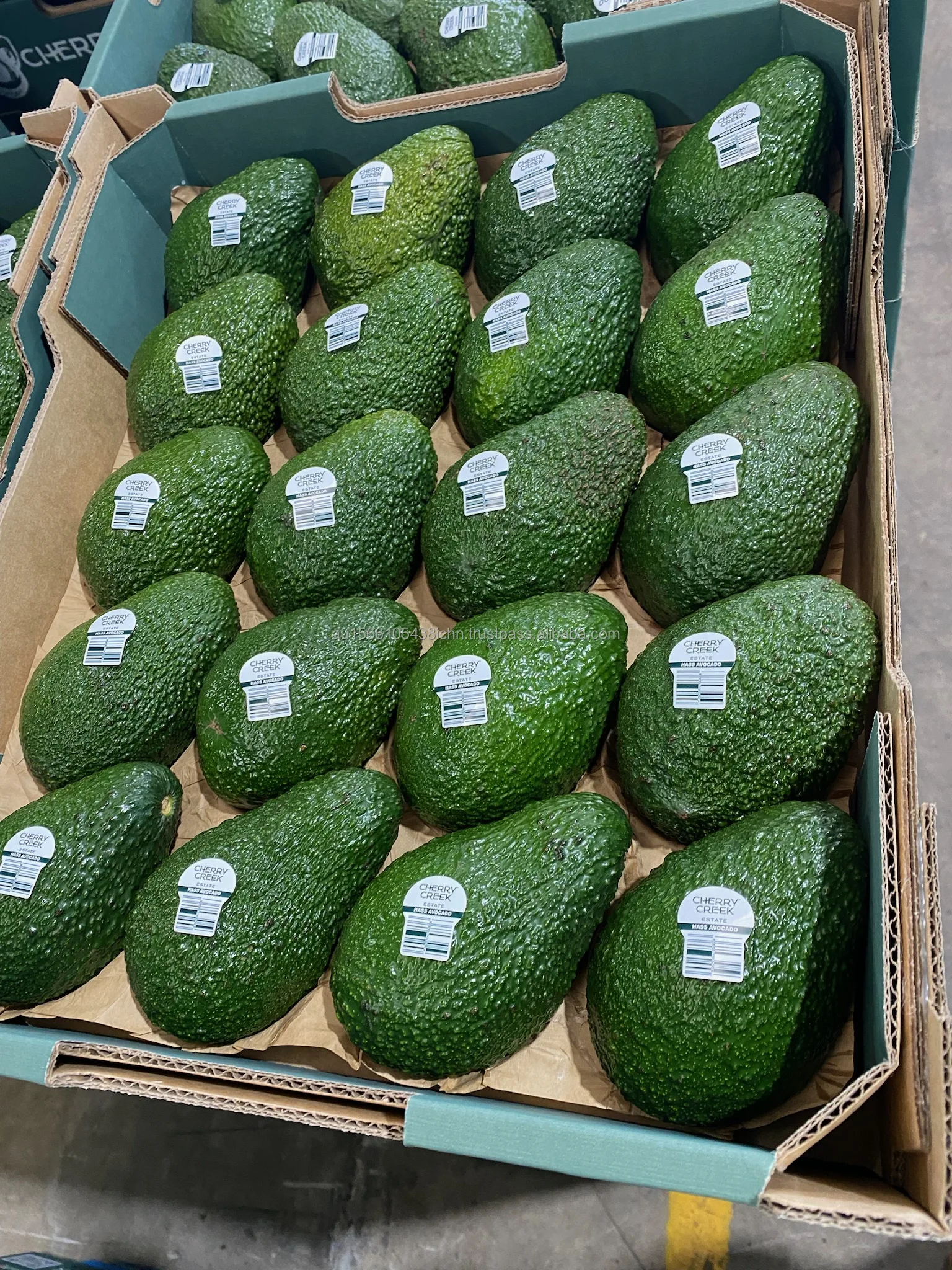 Private Avocados: The Elite'S Secret Weapon! - u54ilf7