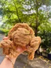 COCONUT COIR
