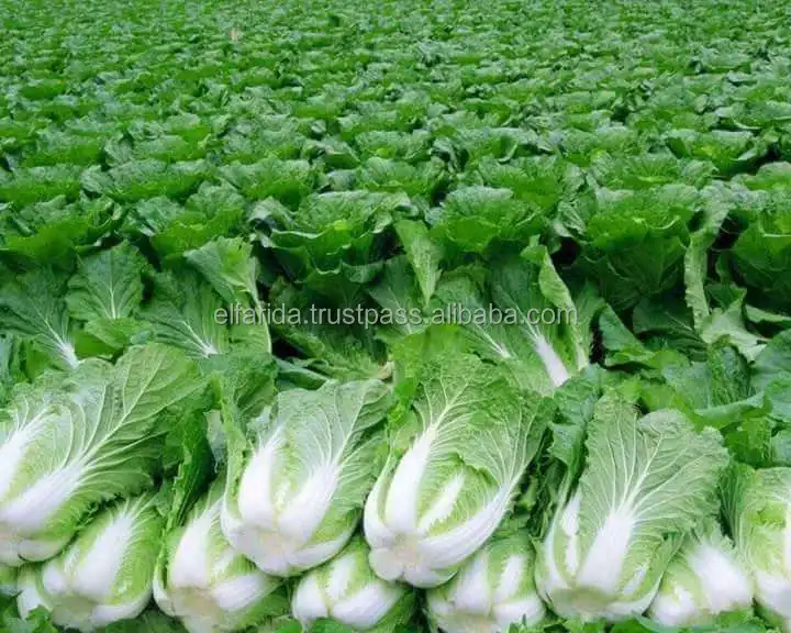 x4.jpg