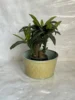 Customized Antique