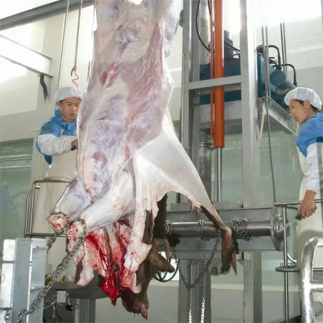 Ritualized slaughter box for cattle slaughtering rituals professionally used in halal slaughterhouses and meat processing plants