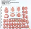 Pink, Sold by Weight(grams), 12 to 14pcs per 100g