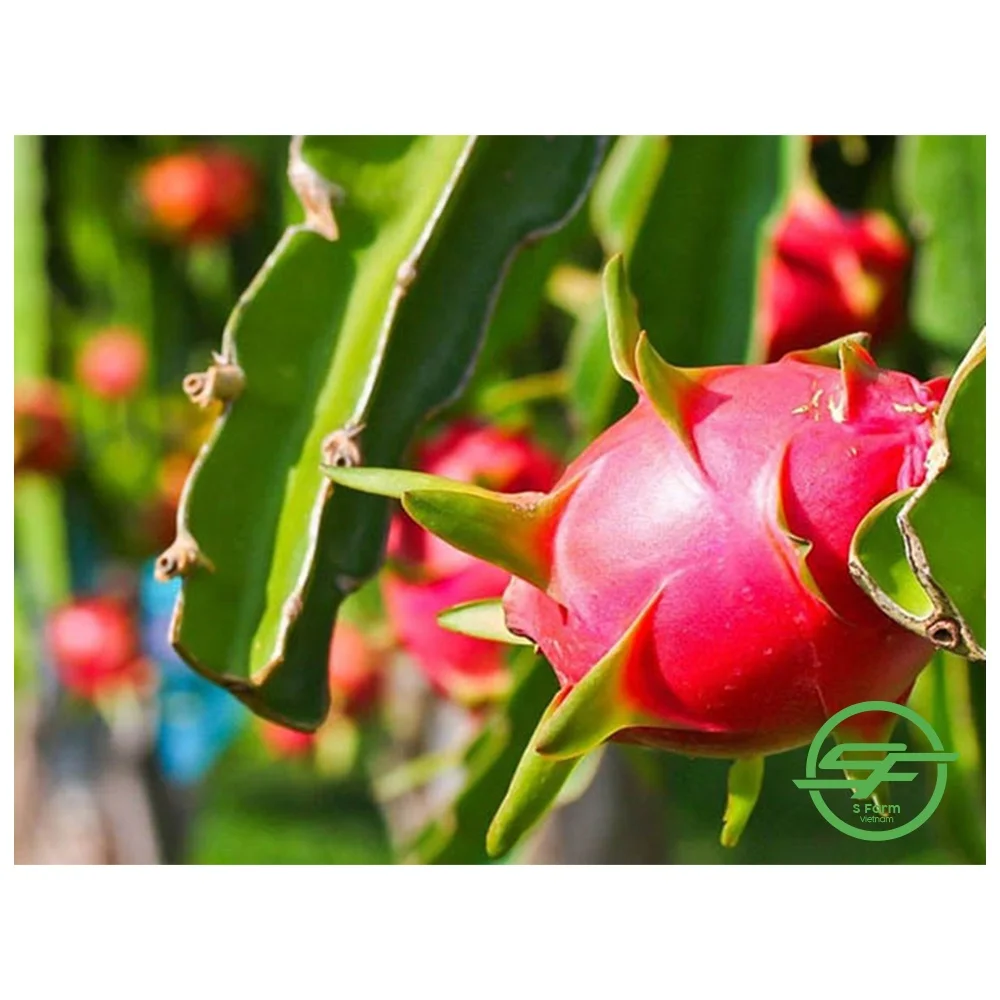 Provider Of The Best Fresh Red Dragon Fruit Buy Dragon Fruit Cuttings