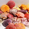 Conchas de vieira de colores (Tamaño: 8cm - 9cm)