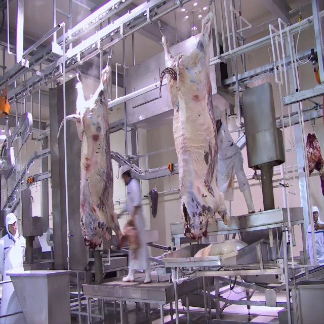 High-efficiency stainless steel carcass cleaning system for cattle slaughterhouses