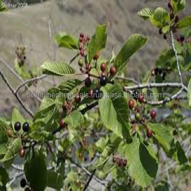 Cascarilla Bark Oil . Berjé Inc : Cascarilla Bark Oil Supplier