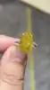 18K Gold