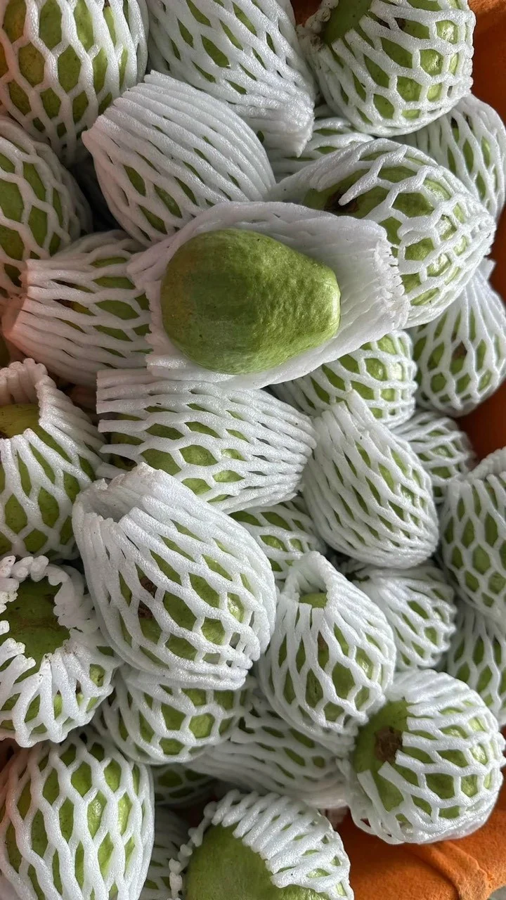 Fresh White/Pink Guava From Mekong Delta Vietnam Is Ready to Export Worldwide Selling in Bulk