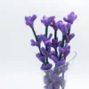 Lavender Flower
