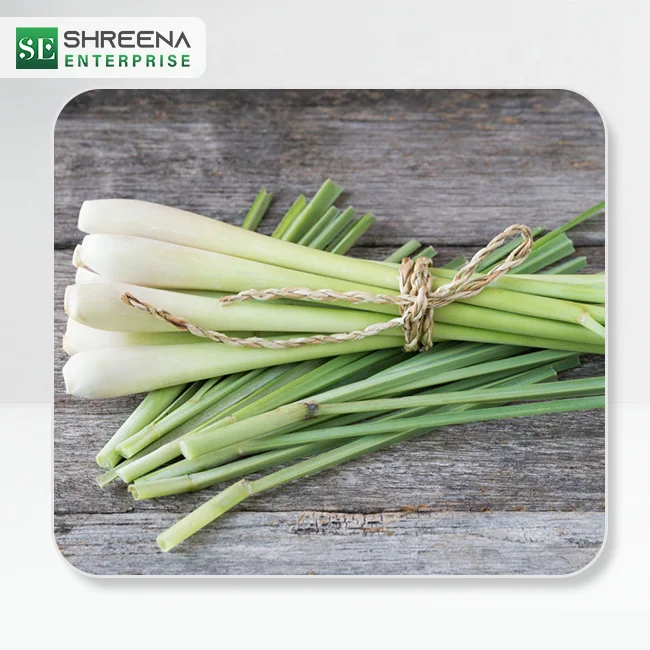 Lemongrass Fresh Premium Quality Lemon Grass Frozen Dried Lemongrass Powder Buy Lemon Grass