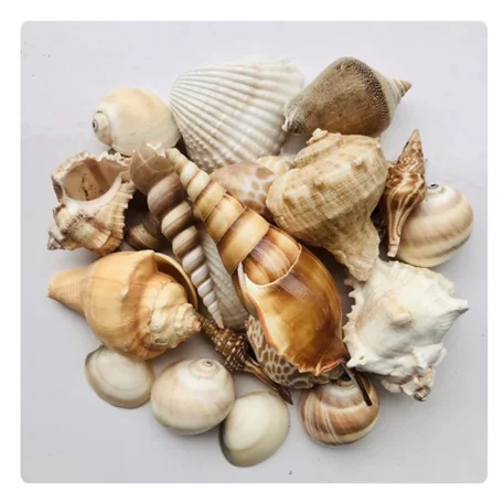 NATURAL TURBO SEASHELLS for COASTAL-THEMED ART and DECOR