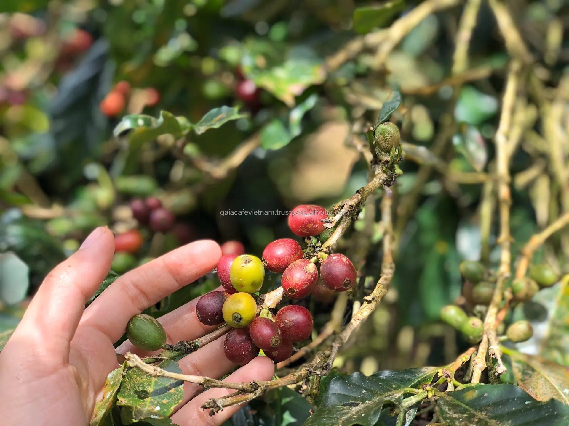 Raw Arabica Coffee Beans Wash Process Natural Flavor High Quality 18