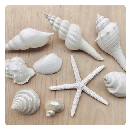 VIBRANT COLORED SEASHELLS for CREATIVE ART and CRAFT IDEAS