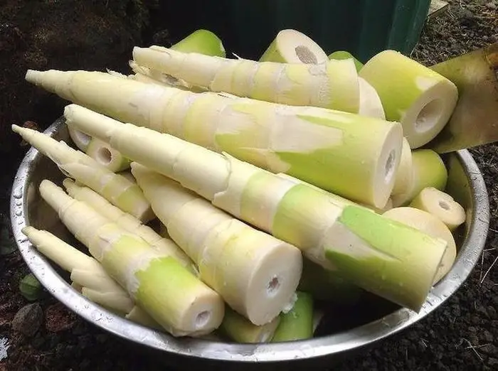 Best Choice Dendrocalamus Asper Bambussprossen in Dosen, salzig, 3100g