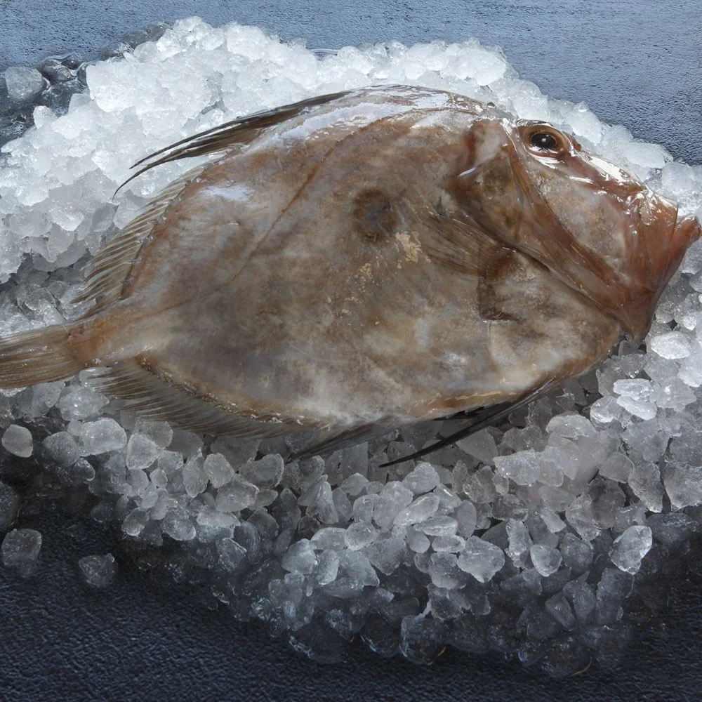 海鲜公司热销冷冻鲜鱼约翰多利- Buy John Dory Fish,John Dory,John
