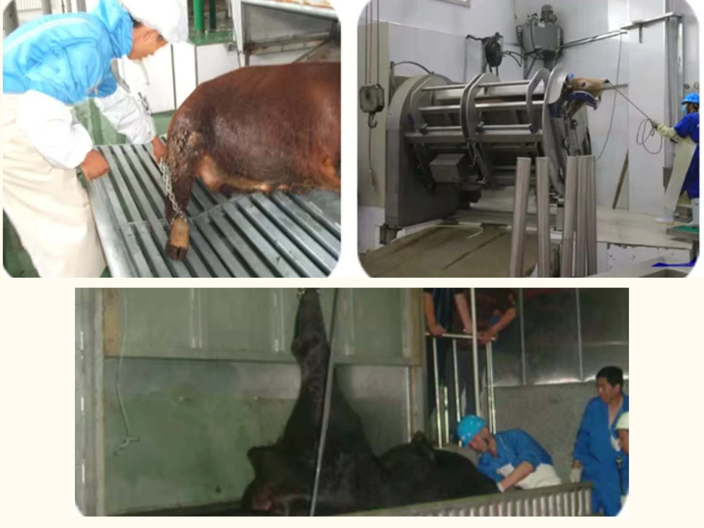 Cattle slaughtering line with complete slaughtering line for cattle butcher
