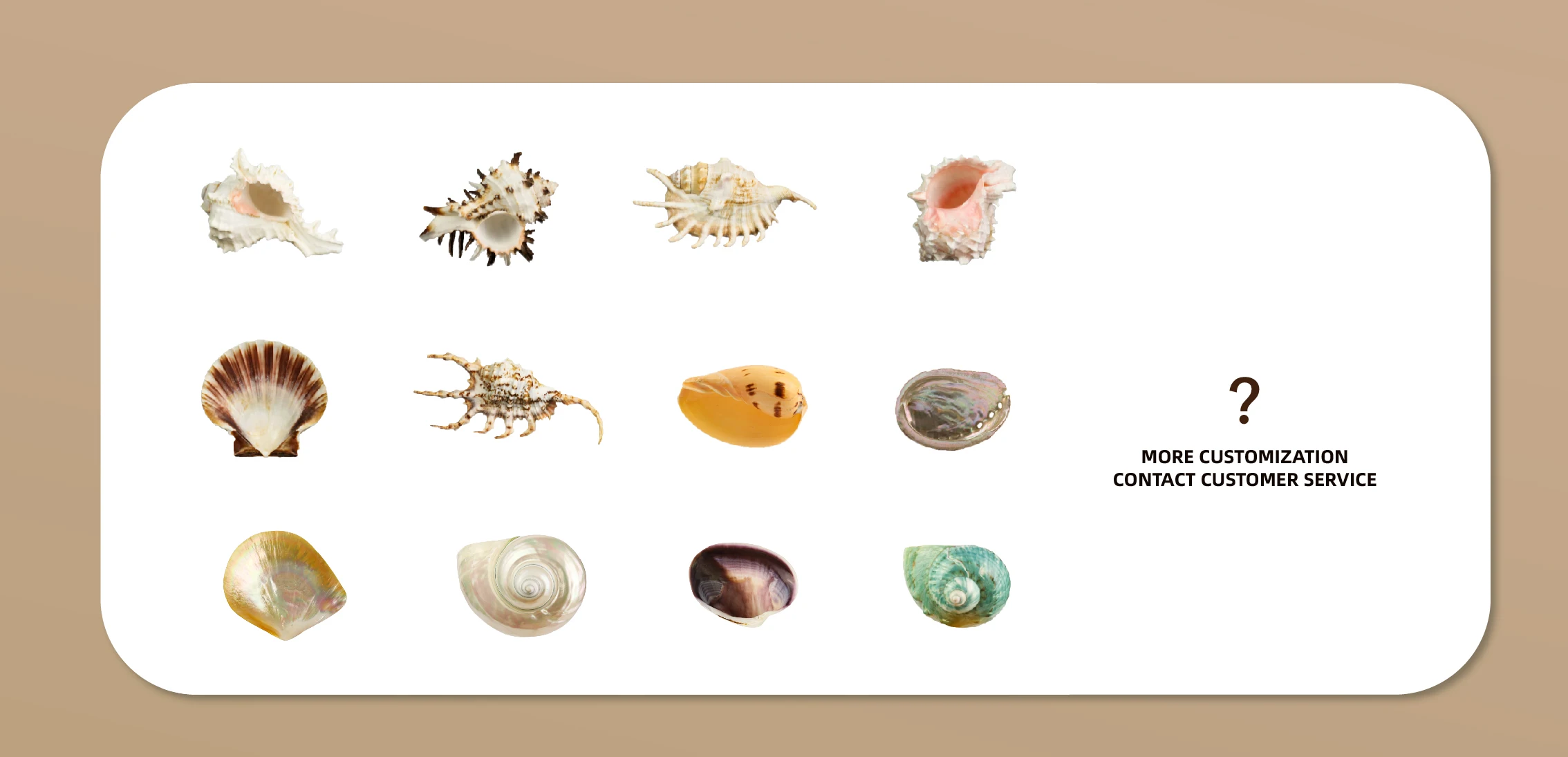 Handmade Green Natural Turbo Seashell Wine Glasses Conch Shell Wine Glasses for Weddings Parties Casual Gatherings