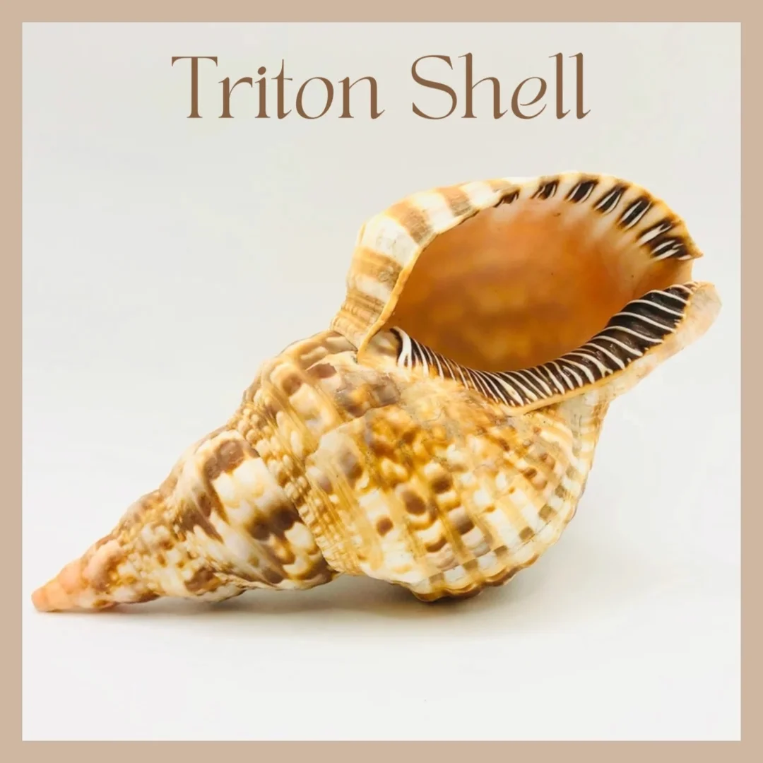 Large Size Trumpet Seashells Triton Seashell Conch Shells Natural Sea