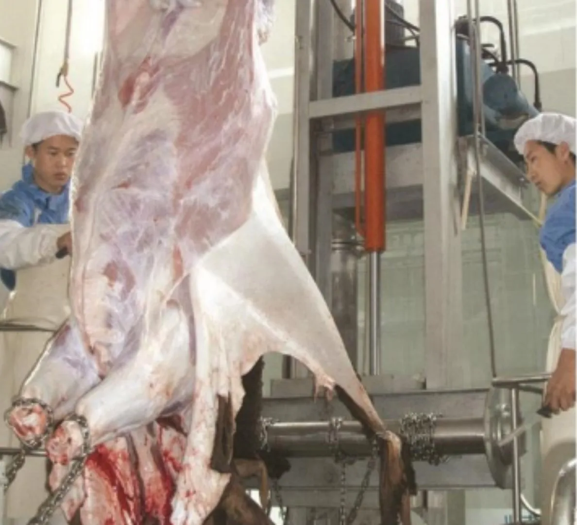Cattle slaughtering line with complete slaughtering line for cattle butcher