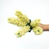 Hyacinth