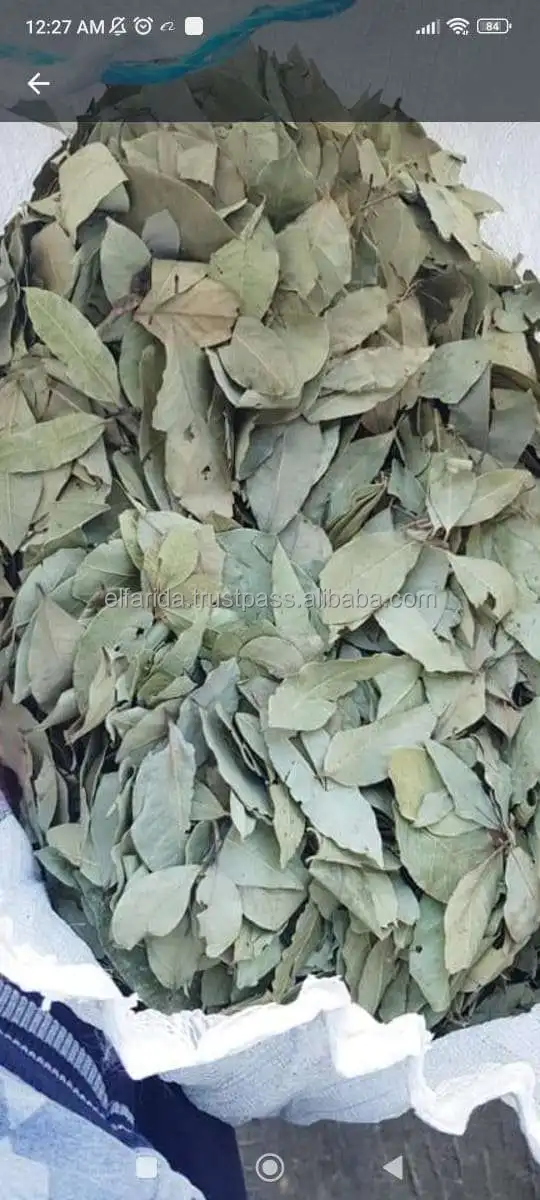 High Quality Premium Grade Single Spices Products Dried Bay Laura Leaf/ Bay Leaves from Egypt Origin Exporter and Supplier