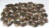 Brun, Vendu au poids (grammes), 15 à 16 pièces pour 100g