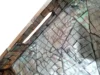 Natural Abalone