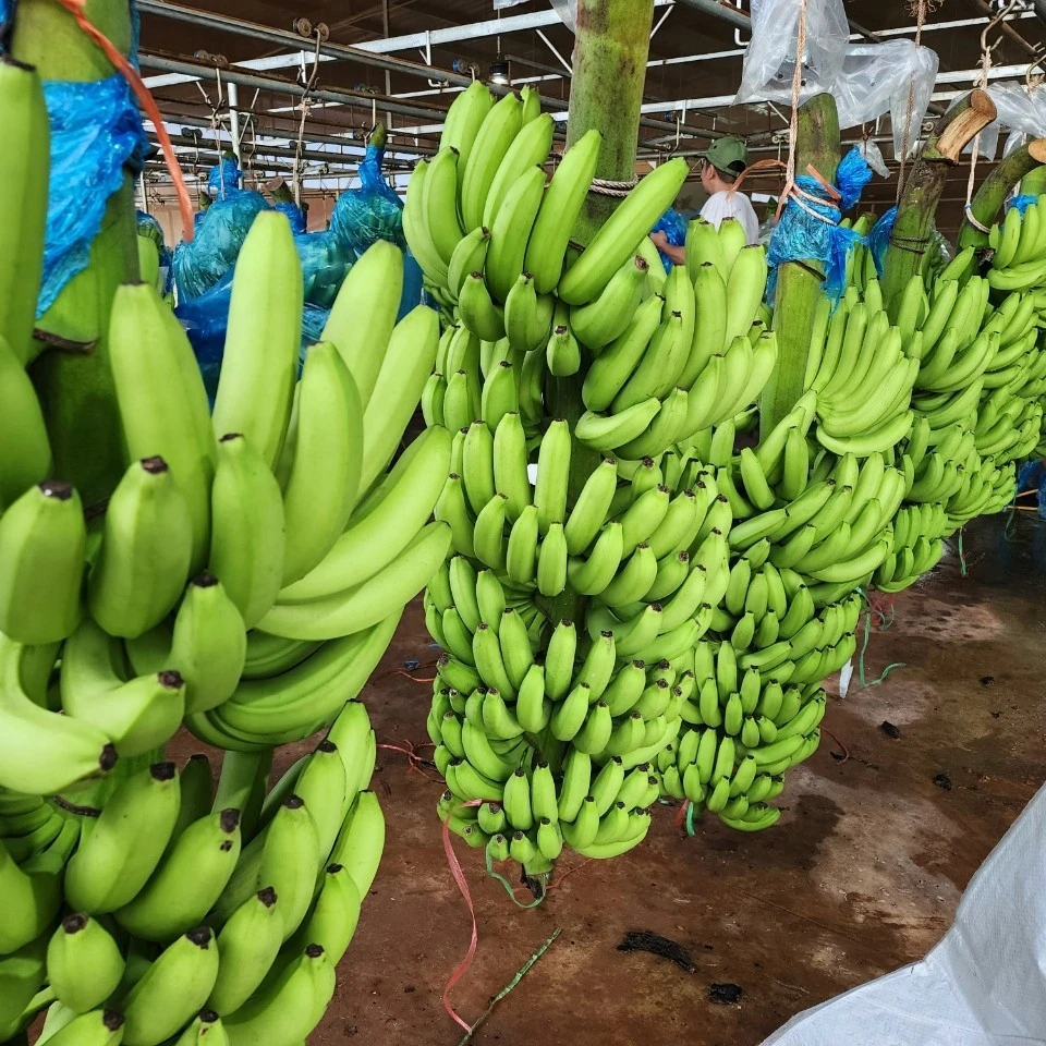 Wholesale Cheap Cavendish Banana Top Quality Fresh Sweet Yellow/Green Cavendish Banana - Fresh Fruits Wholesale Factory Price