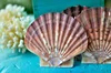 Concha de Mar Plana Mexicana (Tamaño: 12cm - 13cm)