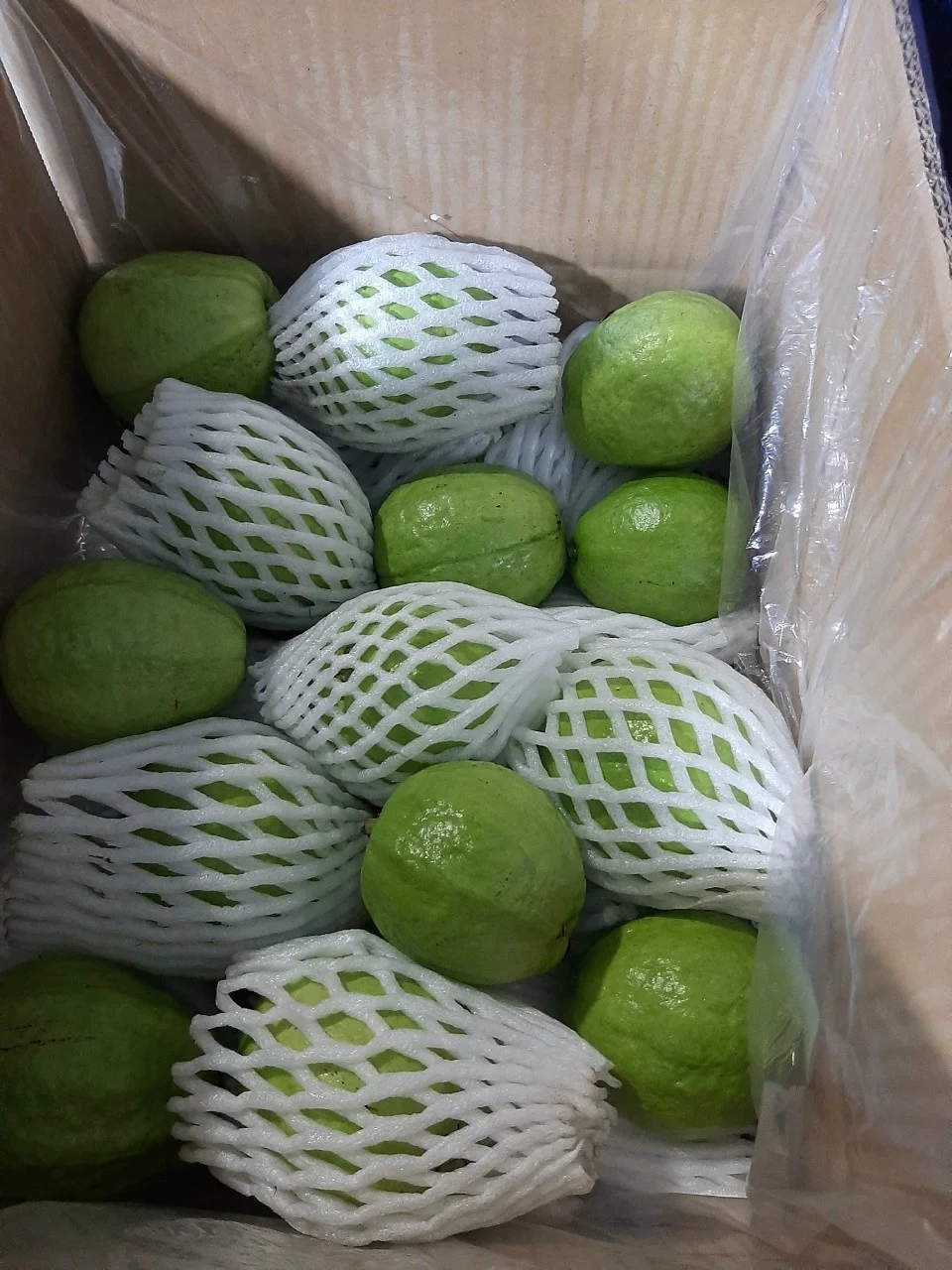 Fresh White/Pink Guava From Mekong Delta Vietnam Is Ready to Export Worldwide Selling in Bulk